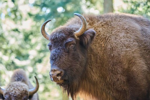 European bison (Bison bonasus) portrait in a forest in spring, Bavarian Forest, Germany, Europe
