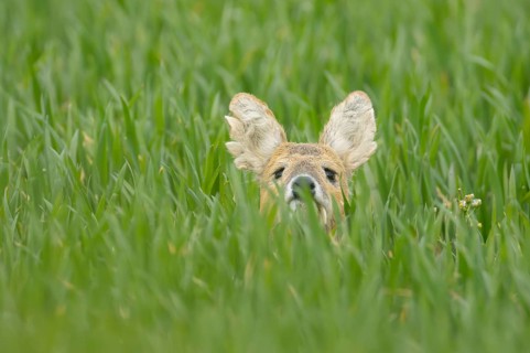 Chinese water deer (Hydropotes inermis) adult animal in a farmland cereal field, England, United