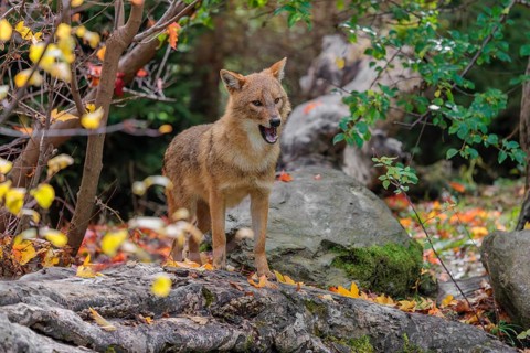 A golden jackal (Canis aureus) stands on a rotting tree lying on the ground between bushes and