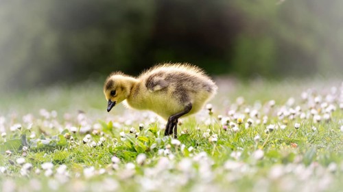 Canada goose chick (Branta canadensis) running through grass and daisies, looking for food,