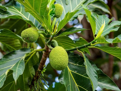 Breadfruit on the breadfruit tree (Artocarpus altilis), Sulawesi, Indonesia, Asia