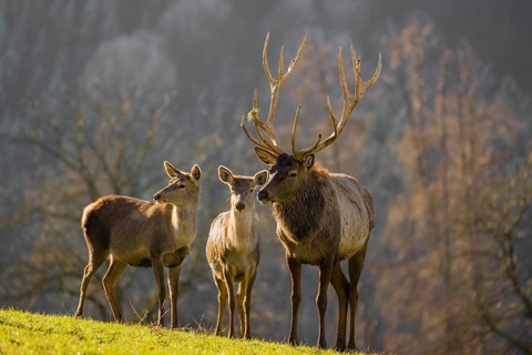 An Altai maral stag and two hind Altai wapiti or Altai elk (Cervus canadensis sibiricus) stand in a