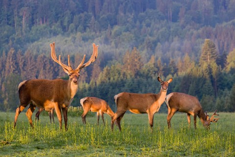 An Altai maral stag, Altai wapiti or Altai elk (Cervus canadensis sibiricus) and some grazing hinds
