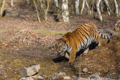 One young female Siberian Tiger, Panthera tigris altaica, walking over rocks in a birch tree forest