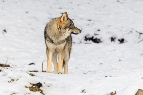 A young grey wolfgrey wolf (Canis lupus lupus) stands on a sloping, snow-covered meadow on a hill