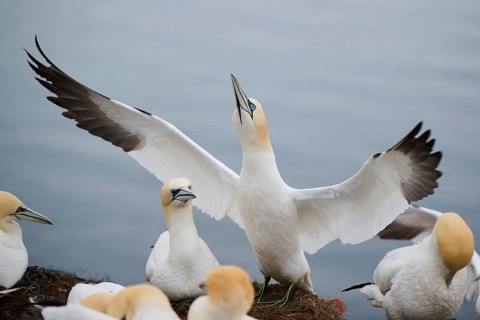 Northern gannet (Morus bassanus) couple, wildlife, Heligoland, Germany, Europe