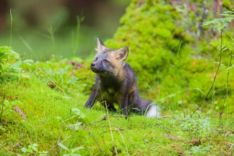 One young silver fox (Vulpes vulpes) exploring the surrounding of its den on the mossy forest floor