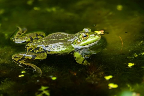 Edible frog (Pelophylax esculentus) in a little lake in the water, Bavaria, Germany, Europe