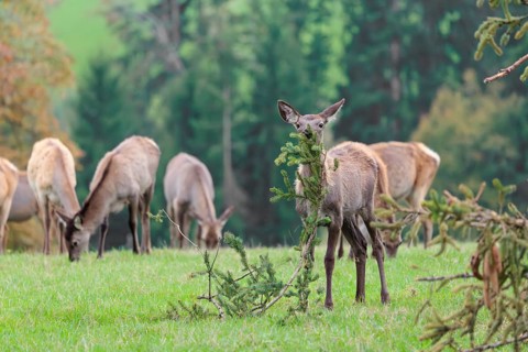 An young Altai maral hind, Altai wapiti or Altai elk (Cervus canadensis sibiricus) stands in a