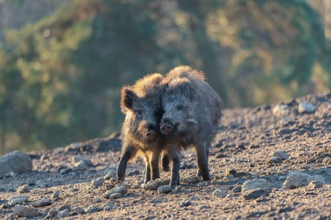 Two young wild boars (Sus scrofa) play fighting and dominance on a frozen field on a sunny day. A