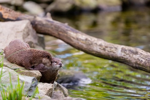 Two oriental small-clawed otter or Asian small-clawed otter (Aonyx cinerea), standing on the rocky