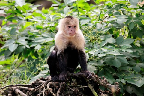 White-shouldered capuchin monkey (Cebus capucinus), adult, on the ground, alert, South America