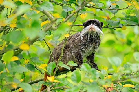 Emperor bearded tamarin (Saguinus imperator subgrisescens), adult, on tree, alert, South America