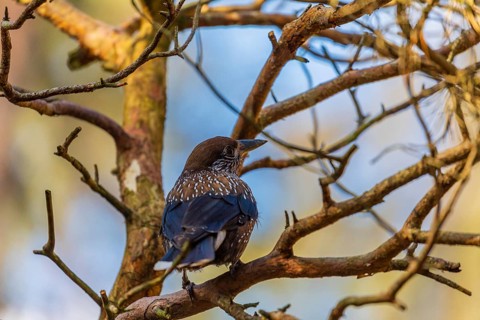One spotted nutcracker or Eurasian nutcracker (Nucifraga caryocatactes) sitting on a twig. Blue sky