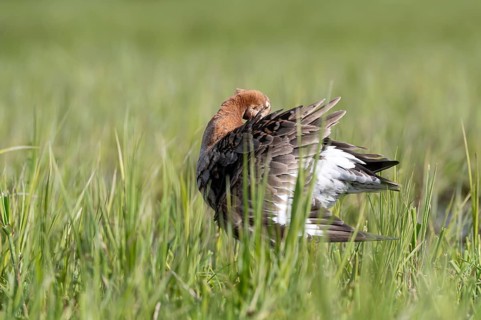 Black-tailed godwit (Limosa limosa), preening itself, plumage care, Ochsenmoor, Dümmer, Lemförde,