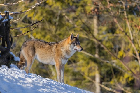An adult female grey wolf (Canis lupus lupus) stands on a sloping, snow-covered meadow at the edge
