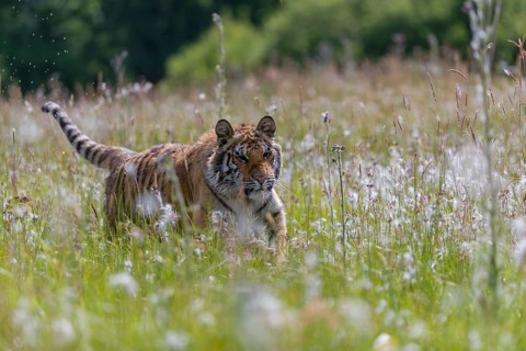 One young female Siberian Tiger, Panthera tigris altaica, running thru tall fresh cottongrass.