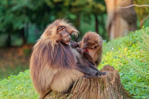 A male and a female Gelada (Theropithecus gelada), or bleeding-heart monkey sit in beautiful light