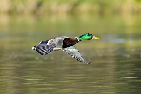 Mallard (Anas platyrhynchos), drake in flight, Switzerland, Europe