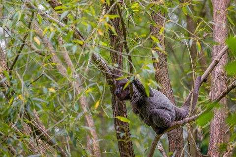 A common woolly monkey, brown woolly monkey, or Humboldt's woolly monkey (3) (Lagothrix
