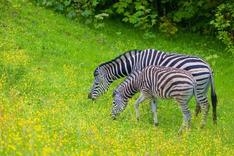 Chapman's zebra (Equus quagga chapmani) grazing on a yellow flowering meadow