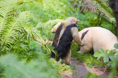 One southern tamandua (Tamandua tetradactyla), standing tall, in defensive position