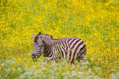 Chapman's zebra (Equus quagga chapmani) grazing on a yellow flowering meadow