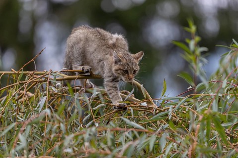 One young European wildcat, Felis silvestris silvestris, sitting in a green weeping willow tree.