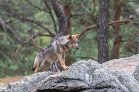 One young male eurasian gray wolf (Canis lupus lupus) running thru a forest with rocks and heather.