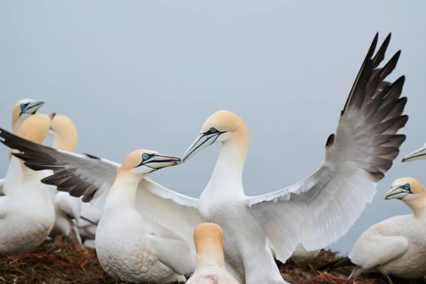 Northern gannet (Morus bassanus) couple, greeting each other, wildlife, Helgoland, Germany, Europe