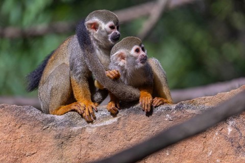 Two baby Central American squirrel monkey, Saimiri oerstedii, sitting on a red rock, playing