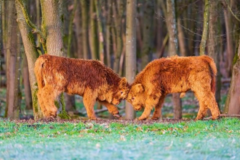Two Highland calves (Bos (primigenius) taurus) playfighting
