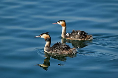 Great Crested Grebe (Podiceps Scalloped ribbonfish), pair with chicks in plumage swimming in the