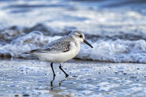 Sanderling (Calidris alba) in non-breeding plumage foraging in shallow water on sandy beach along