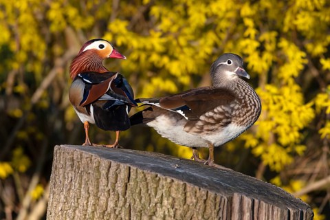 Mandarin duck (Aix galericulata), pair in mating season, sitting on a tree trunk, Heiligenhaus,