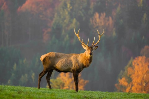 An Altai maral stag, Altai wapiti or Altai elk (Cervus canadensis sibiricus) stands on a meadow in