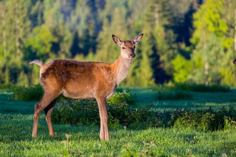 One young female Altai maral, Altai wapiti or Altai elk (Cervus canadensis sibiricus) stands on a