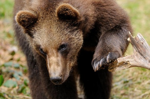 A bear leaning with one paw on a tree trunk, Eurasian brown bear (Ursus arctos arctos), Bavarian
