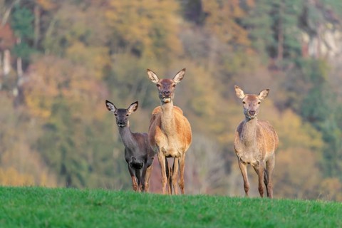 Two adult red deer hinds (Cervus elaphus) and a calf are standing in a meadow in the beautiful