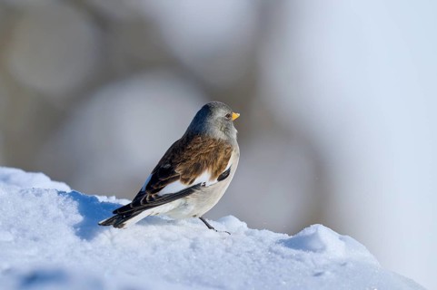 Snow finch (Montifringilla nivalis), looking away, on snow in winter light, Gemmi Pass, Leukerbad,