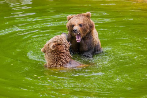 A big Eurasian brown bear (Ursus arctos arctos) sow fighting with a small young male in a pond