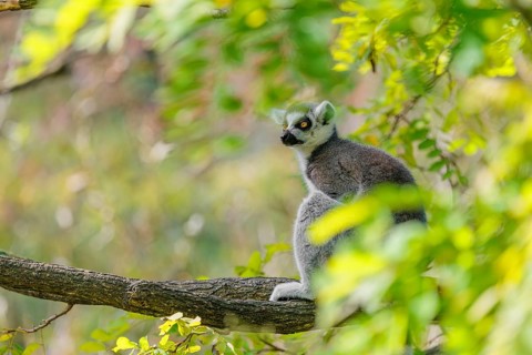A ring-tailed lemur (Lemur catta) sits high up in a tree on a branch between fresh green leaves
