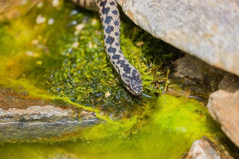 One Vipera berus, the common European adder or common European viper, creeps over moss and rocks