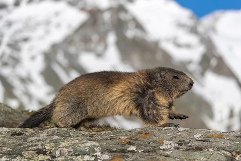 One Alpine Marmot, Marmota marmota, running on a rock, snowy mountains in the distant background
