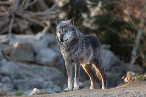 One Northern Timber wolf (Canis lupus occidentalis), or Mackenzie Valley wolf, standing on rocky