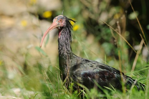 Ibis standing in a meadow surrounded by nature, Northern Bald Ibis (Geronticus eremita), Bavaria