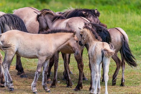 A herd of tarpans (Equus ferus) stands in a clearing in the Masuria tarpan horse reserve, belonging