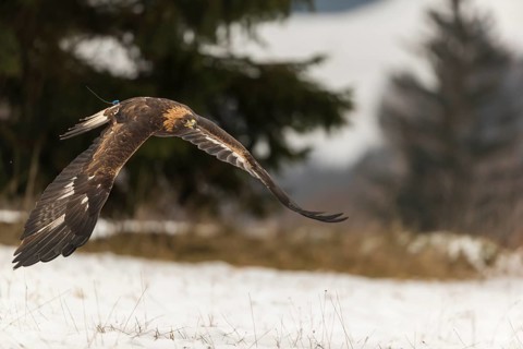 One golden eagle (Aquila chrysaetos) flying over a snowy meadow. A forest in the background.