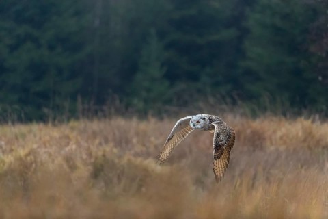 One Siberian Eagle Owl (Bubo bubo sibiricus) flying over tall reed grass lakeshore on an autumnal