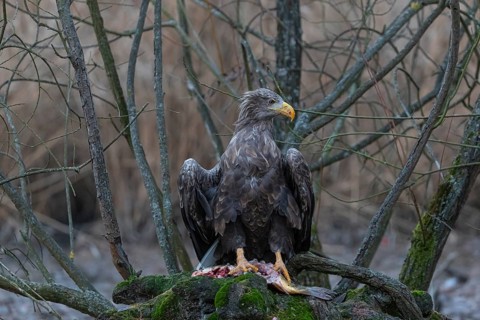 One white-tailed eagle (Haliaeetus albicilla) sitting on a small hammock feeding on a common carp.
